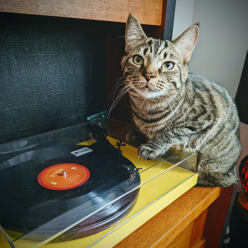 Is burning Incense bad for our pets?