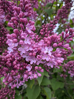 Lilacs: Beautiful and Bittersweet