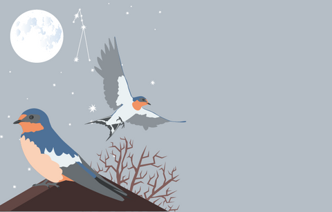 A barn swallow sits on the peak of a roof with another barn swallow flying in the night sky. The night sky is light grey with stars, a full moon and the constellation of Taurus is highlighted. 