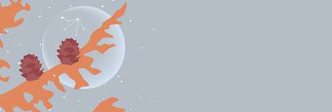 A light pink grey sky with stars and the outline of the new moon peaking out behind the tan branches and pine cones of the tamarak larch. The constellation of Libra is visible on the moon.