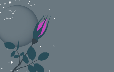 A dark grey night sky with stars and the outline of the new moon with the constellation of Sagittarius visible on the moon. In the foreground is a single bud of a prairie rose, the official flower of the province of Alberta.