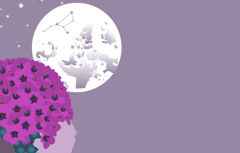 A pale grey night sky with stars and the full moon with the purple saxifrage in full bloom in the foreground. The constellation of Virgo and the outline of Nunavut are visible on the moon.