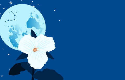 A vivid deep blue night sky with stars and the full moon with the trillium in full bloom in the foreground. The constellation of Sagittarius and the outline of Ontario are visible on the moon.