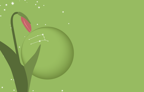 A vivid lime green night sky with stars and the outline of the new moon with the constellation of Gemini visible on the moon. In the foreground are the buds of the pink lady's slipper, the official flower of the province of PEI.