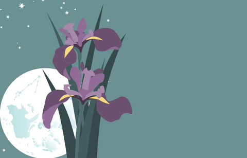 A grey night sky with stars and the full sturgeon moon with the constellation of Pisces visible on the moon. In the foreground are blooming blue iris, the official flower of the province of Quebec.