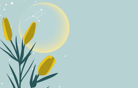 A pale blue grey night sky with stars and the outline of the new moon with the constellation of Virgo visible on the moon. In the foreground are the buds of the western red lily, the official flower of the province of Saskatchewan.
